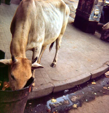 Image description